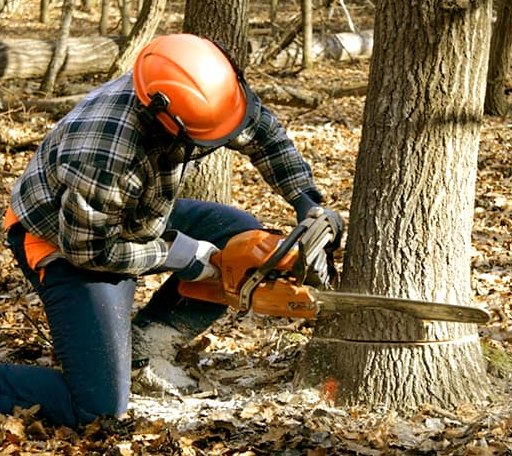 Tree Removal in Derby Line, VT